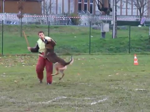 Cisco de la Haute Morinière face ring 2 français St Julien 24.11.2012