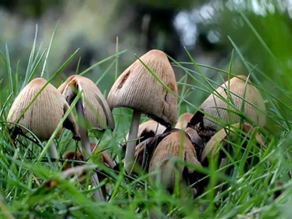Mushrooms - Free HD stock footage