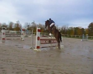 pot d'amour 130 doue la fontaine novembre 2012 1er place