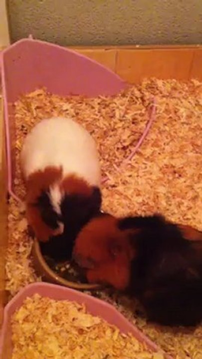 Caramel et sa gamelle 2° round