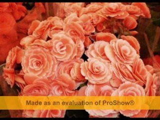 bağcılar çiçekçi