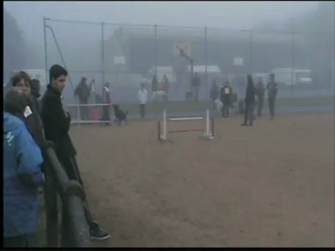 Agility Babouche Concours CCPM 11 Nov 2012