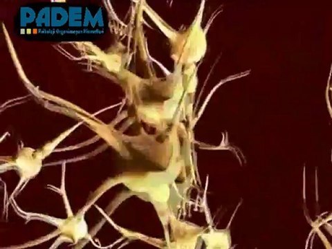 Stanford Binet Zeka Testi Nedir? / Stanford Binet Zeka Testi Nasıl Bir Testir?