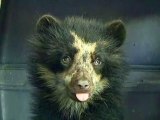 Endangered Bear Cub Rescued In Peru