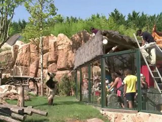 Les meilleurs moments animaliers de l'année 2012