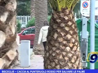 Bisceglie | Caccia al punteruolo rosso per salvare le palme