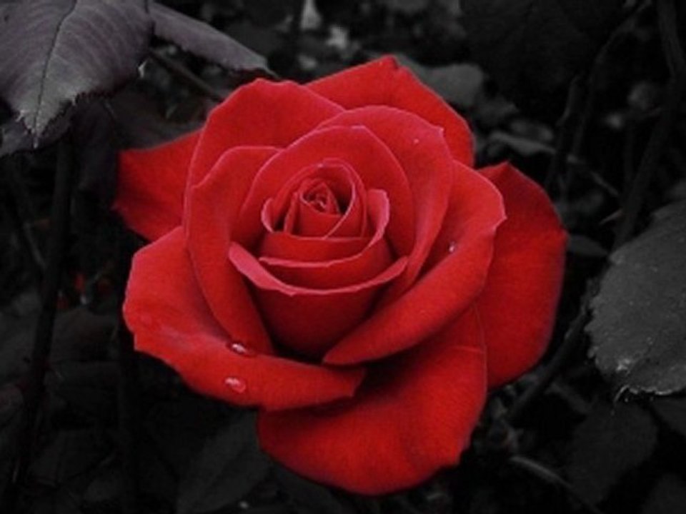 바카라추천 ▶V­I­P­5­1­2­.­N­E­T◀ 실시간블랙잭 ●