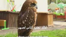 تربية البوم كحيوان أليف !!