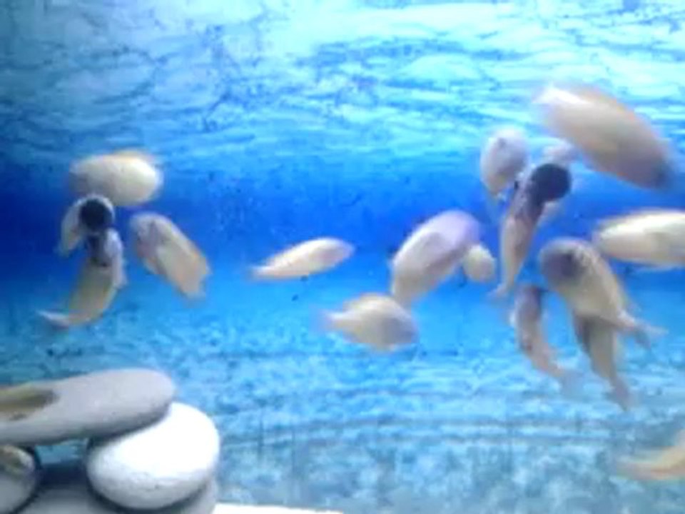 video-2012-10-19-06-52-31