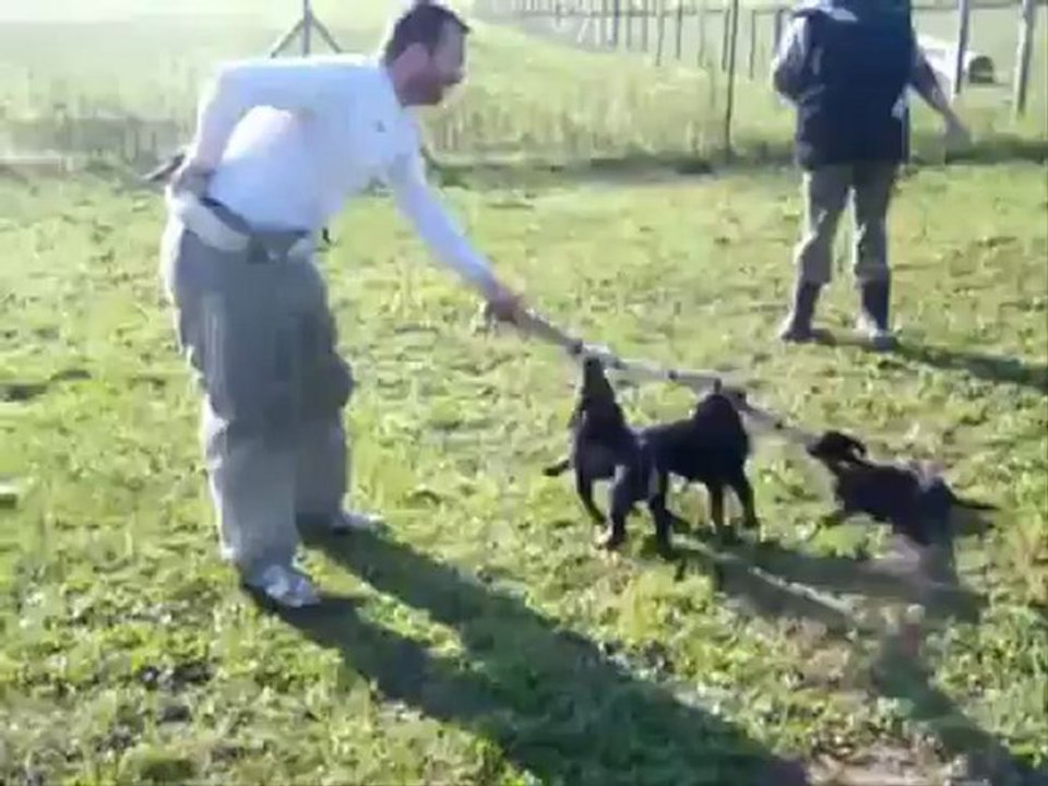 chiots Chiquita X Comanche 7 semaines