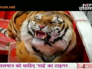 Tiger Ko Cahiye Tiger !