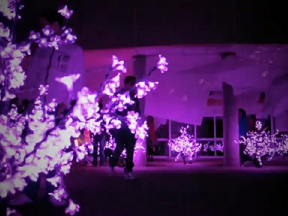 HANAMI - Regarder les Fleurs