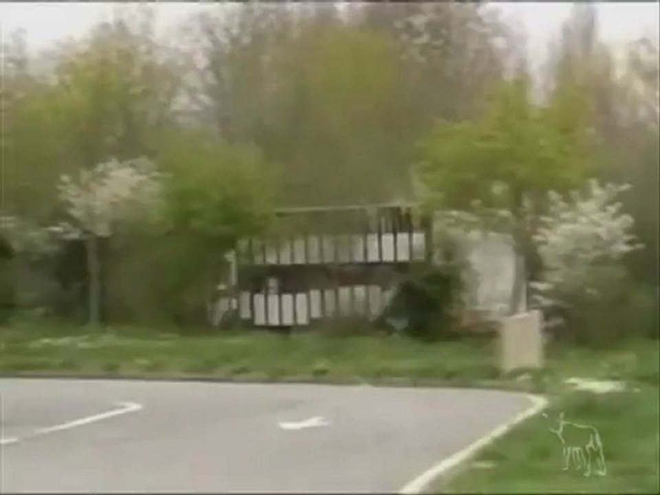 Porcs en élevage industriel