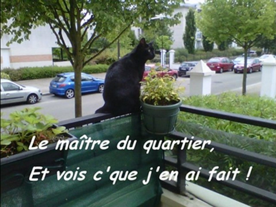 Je suis un chat - Parodie Je suis un homme de Zazie by Nathoz
