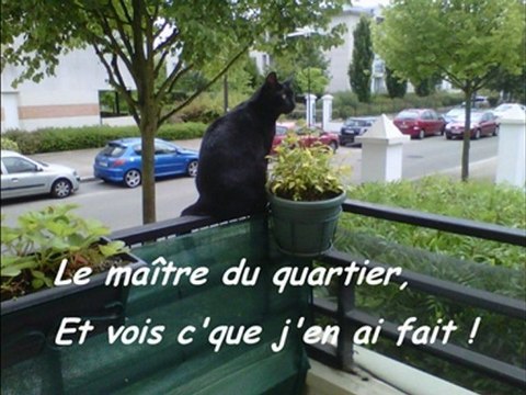 Je suis un chat - Parodie Je suis un homme de Zazie by Nathoz