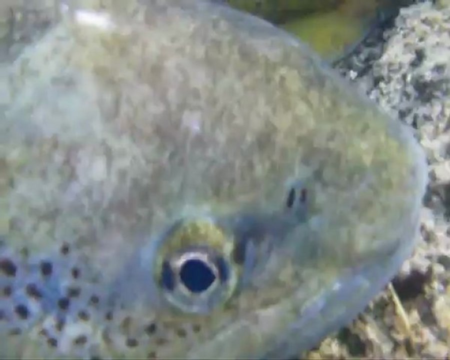 LES TRUITES DU FURON 2012