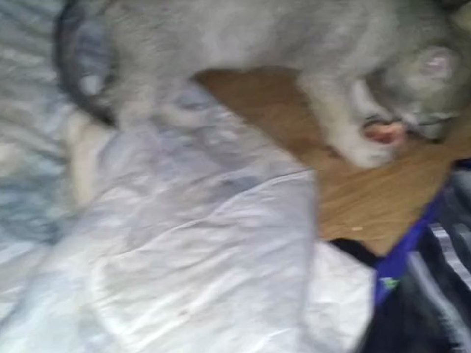 Honi & Hayden 1er soir manger carcasse