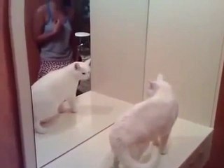 Kendi Yansımasına Gider Yapan Kedi