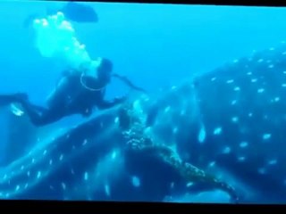 Günün Kahramanı Dev Balinayı Kurtarıyor !