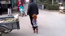 İki Ayak Üstünde Yürüyen Köpek