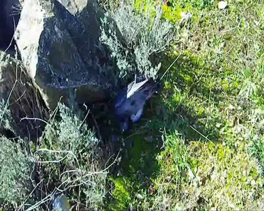 pigeons