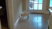 Köpeğin Kapı Tamponundan Yarattığı Oyun
