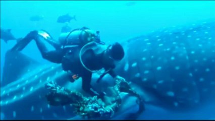 Ballena es rescatada de unas cuerdas (Mexico) Whale rescuted