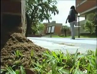 KARINCA YUVASINA ERİTİLMİŞ ALÜMİNYUM DÖKERSEK