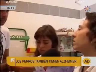 Los perros sufren Alzheimer