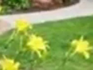 Top Notch Landscaping - (209) 208-5979