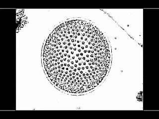 Les Mentholines-précognition 2(garage)