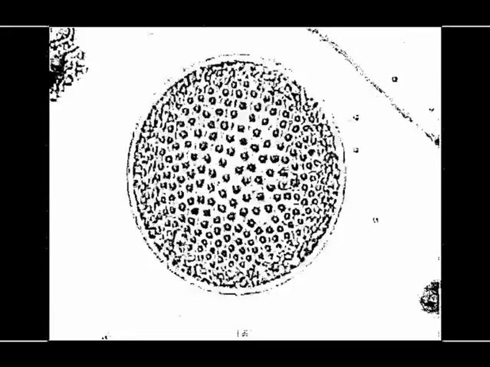 Les Mentholines-précognition 2(garage)