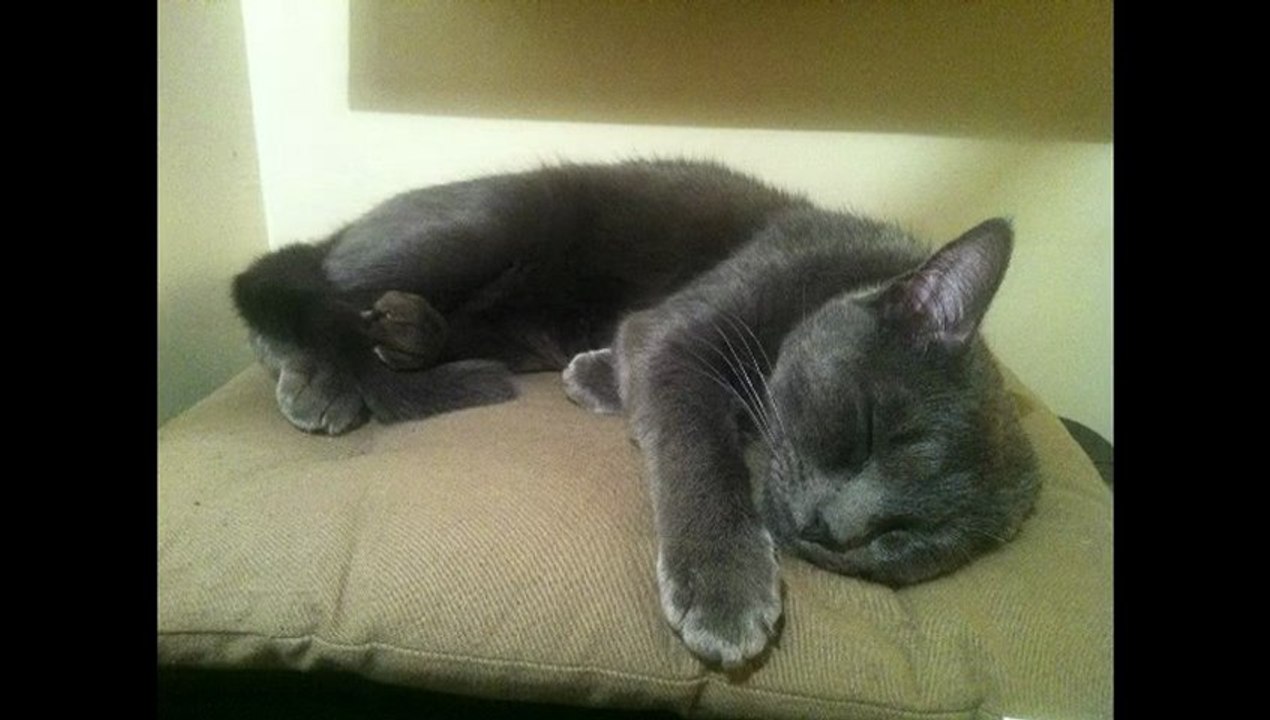 Ma chatte fait buzzer mon affiche ...c'est Marquet dessus!