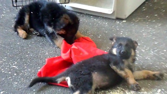 gangster et gurko chiots berger allemand