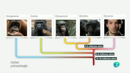 Etologia: Bonobos y chimpances