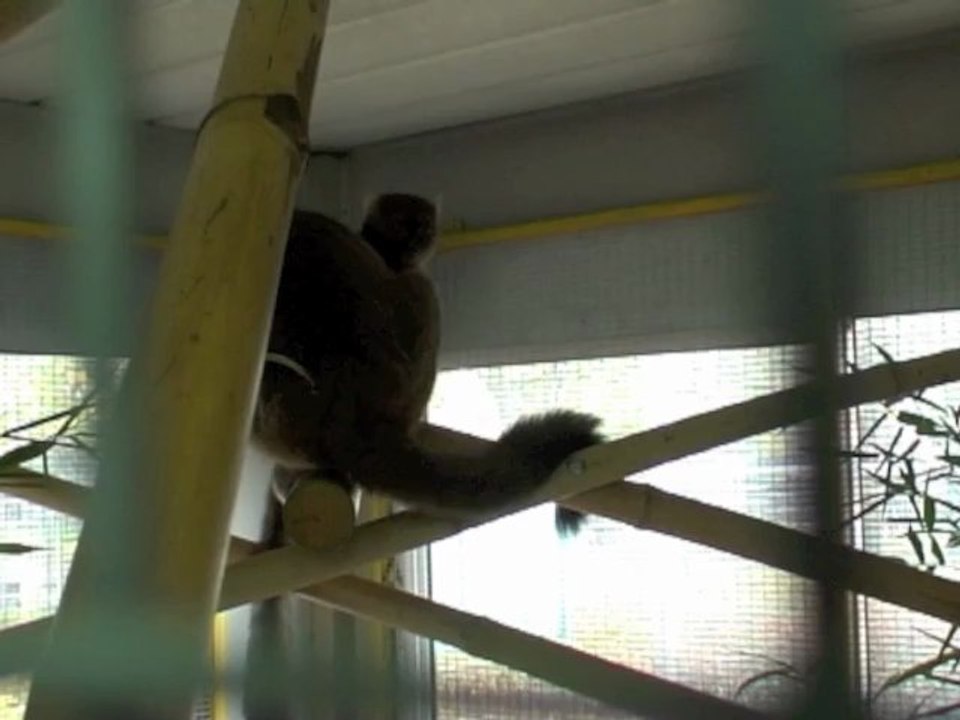 Journée d'accouplements pour des grands hapalémurs  en captivité - extrait / Day of mating for greater bamboo lemurs in captivity - extract