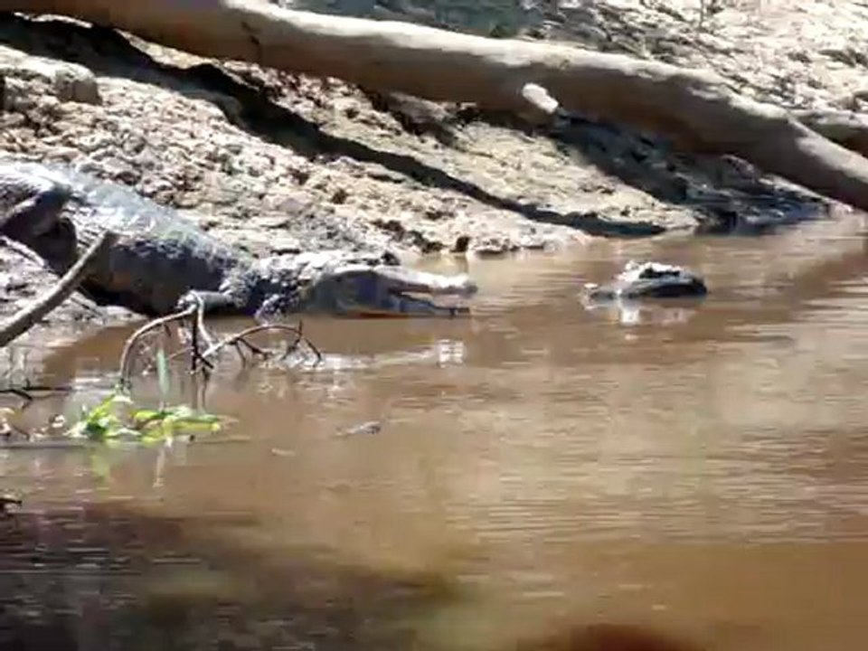 bruits de la forêt au petit matin