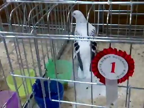 Şebap Güvercin Birliği 5.Karaman Festivali 7