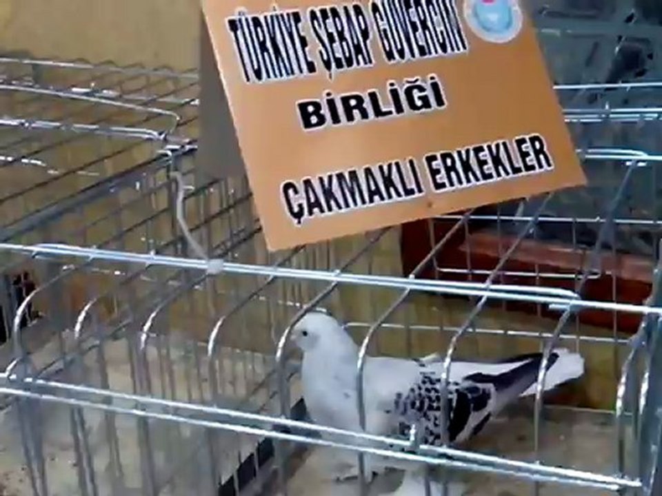 Şebap Güvercin Birliği 5.Karaman Festivali 8