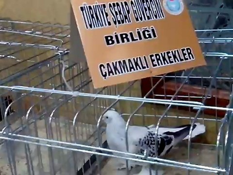 Şebap Güvercin Birliği 5.Karaman Festivali 8