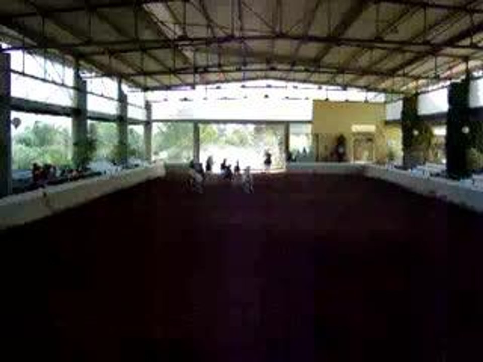 chevaux lachés