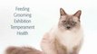Crafts Book Review: The Guide to Owning a Ragdoll Cat by Susan Nelson, Gary Strobel