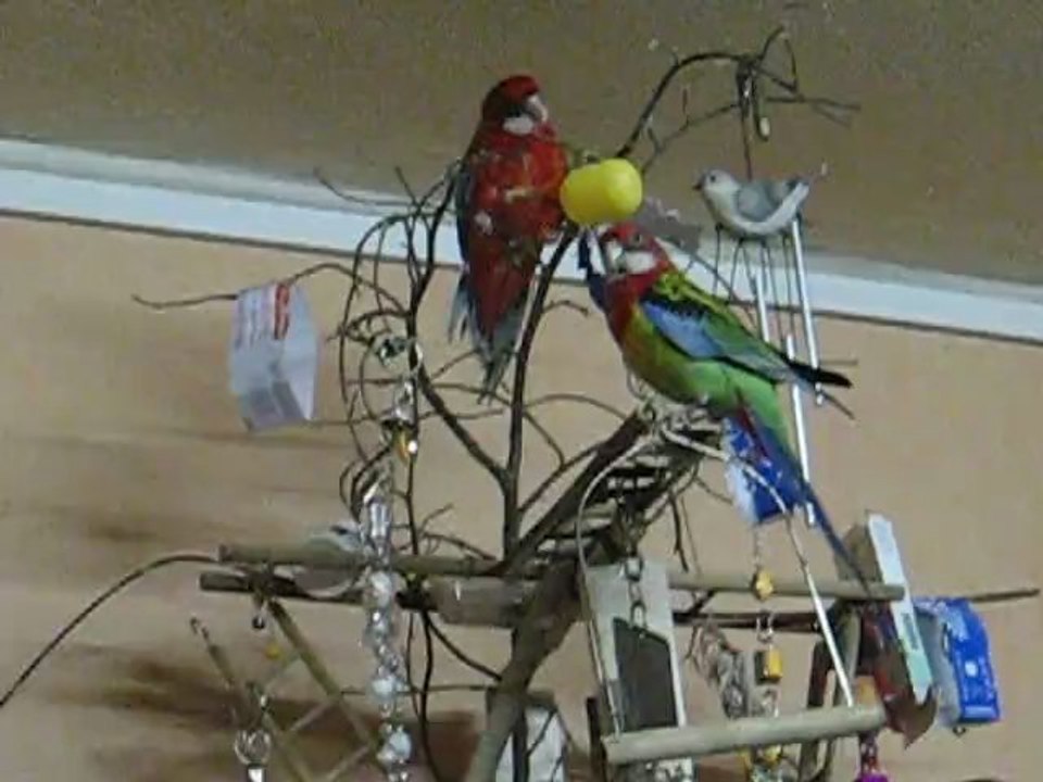 omnis sur leur air de jeux