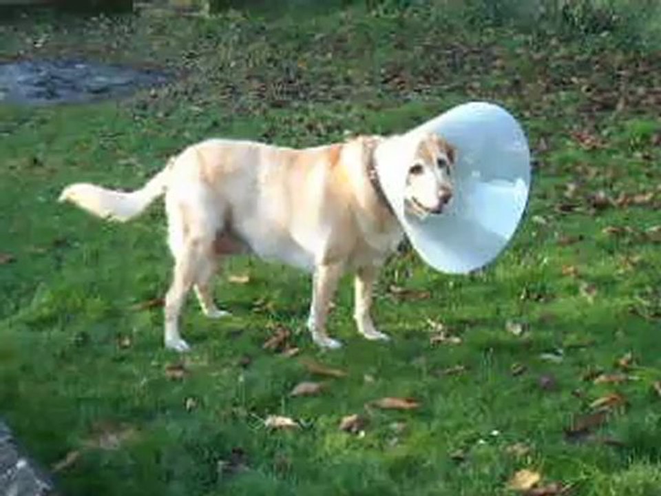 Fiby et sa collerette - Novembre 2012