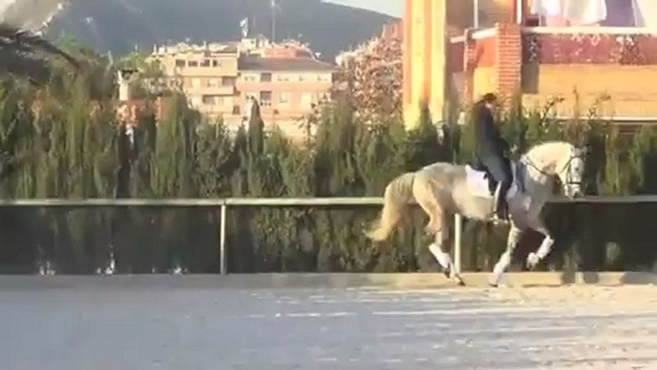 Festero P