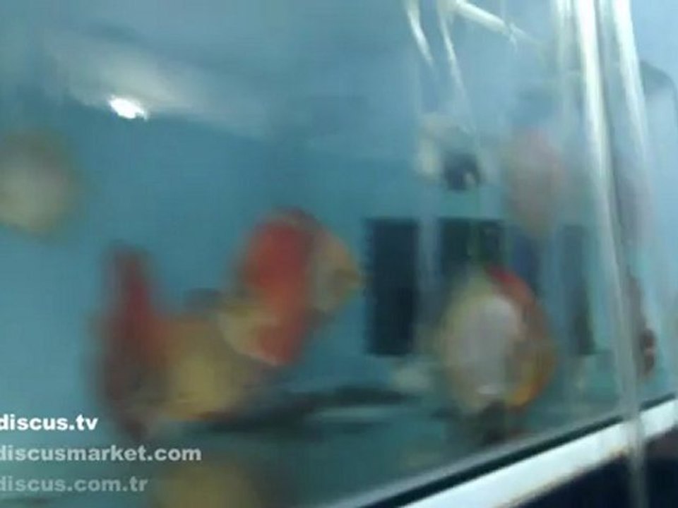 Discus Yapay Yetiştiricisi Giray Küçükhasanoğlu   (Artificial rearing discus fry)