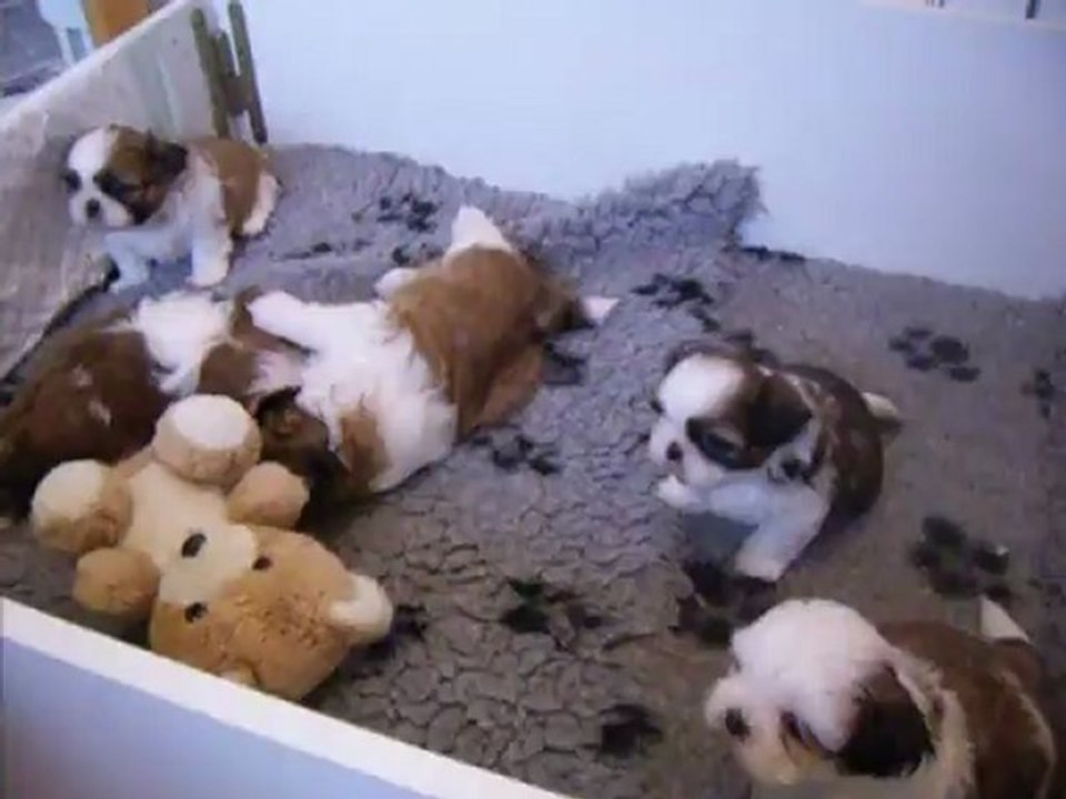 les bébés de flory shan et bal tai a 4 semaines et demi