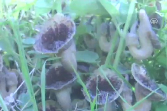 Yeri sır gibi saklanan bitki