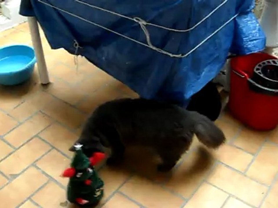 un sapin de noel attaque des chats et un chien
