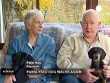 Cane paralizzato torna a camminare